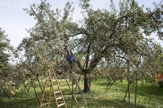 L'agriculture devrait obtenir plus de fonds pour les années 2026 à 2029 (archives). KEYSTONE/GAETAN BALLY